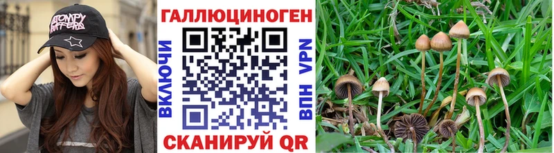 купить наркотики сайты  Алексин  Псилоцибиновые грибы Psilocybe 